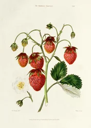 The Roseberry Strawberry, engraved by Watte, pub. by Thomas Kelly, London 1830